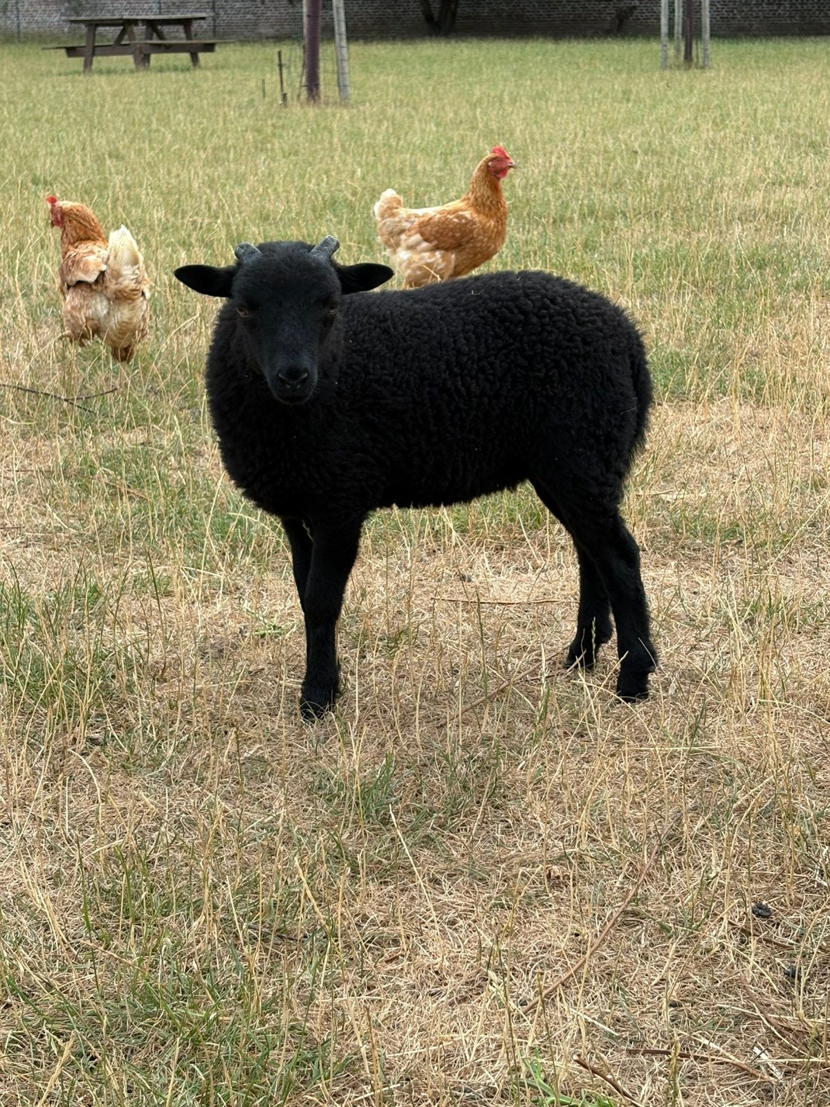Ouessant male, Articles professionnels, Agriculture | Aliments pour bétail, Enlèvement