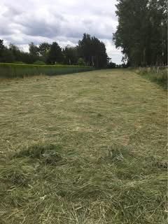 Hooi kleine pakjes, Dieren en Toebehoren, Ophalen, Vee