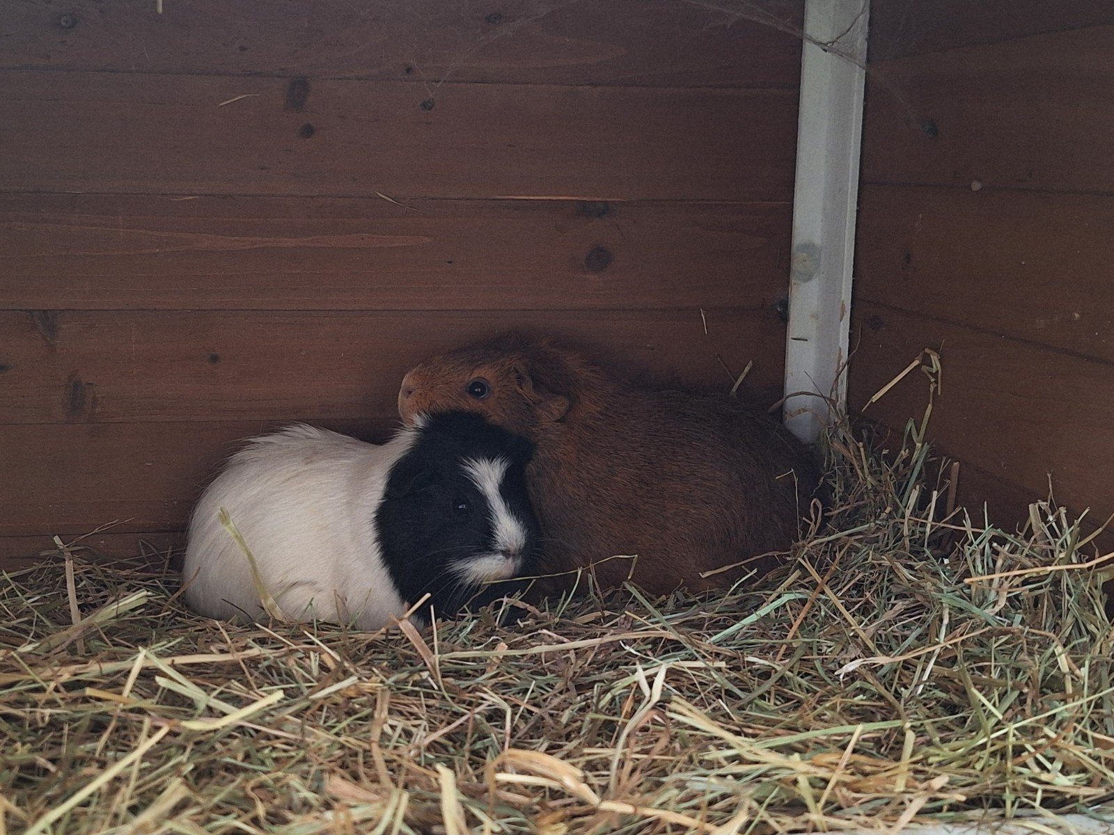 Complete set: 2 cavia's (zeugen) + hok, ren en toebehoren, Dieren en Toebehoren, Ophalen, 60 tot 90 cm, Hok, Cavia