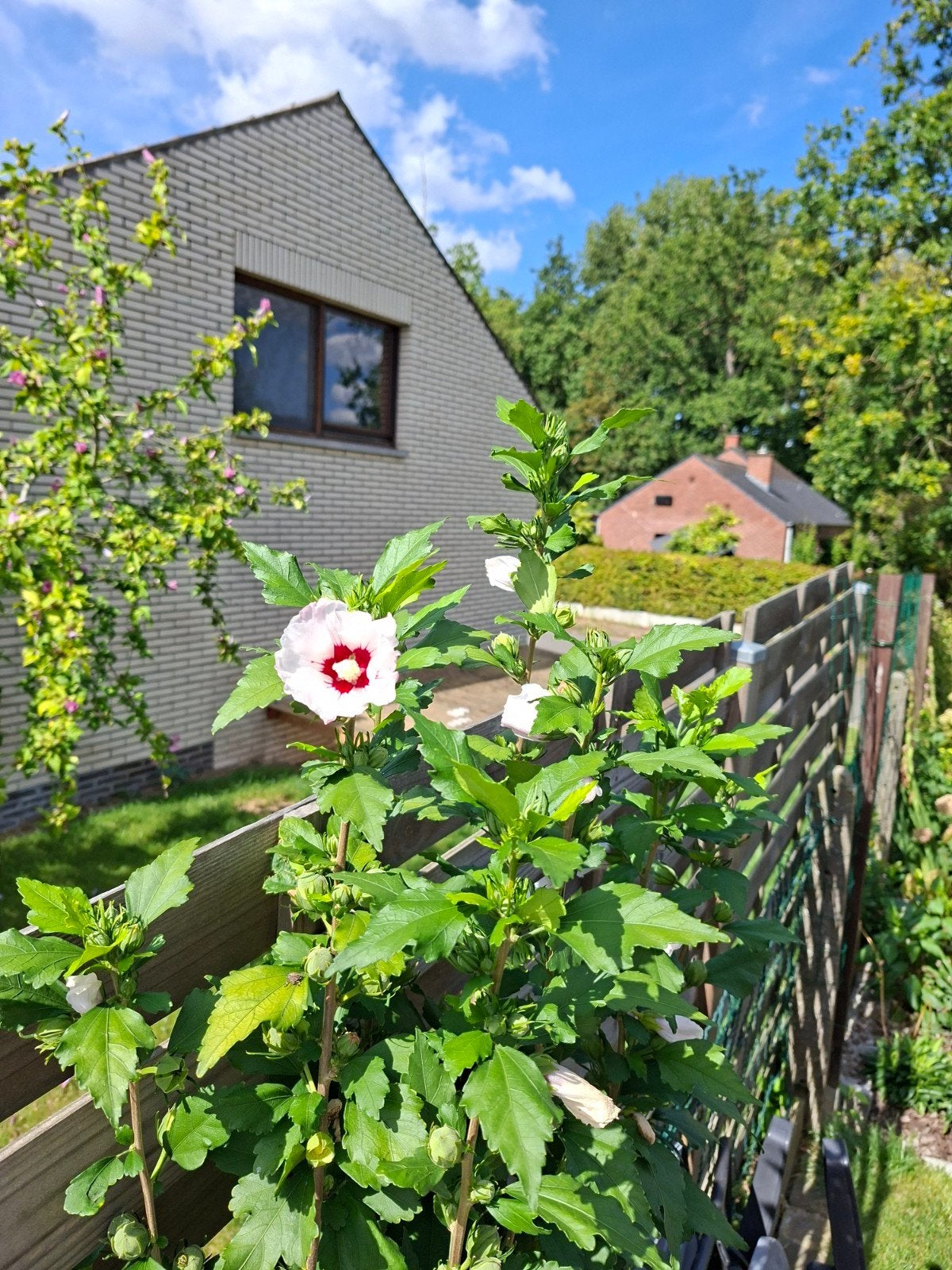 Hibiscus plantjes in potjes, Ophalen