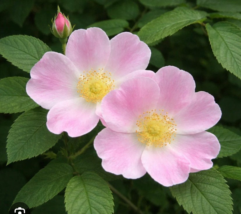 Prachtige wilde rozen, Tuin en Terras, Ophalen