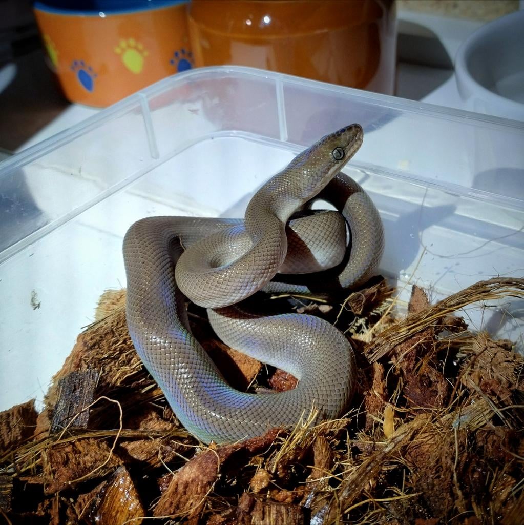 Epicrates maurus patternless vrouwtje, Dieren en Toebehoren, Reptielen en Amfibieën, Slang, 0 tot 2 jaar