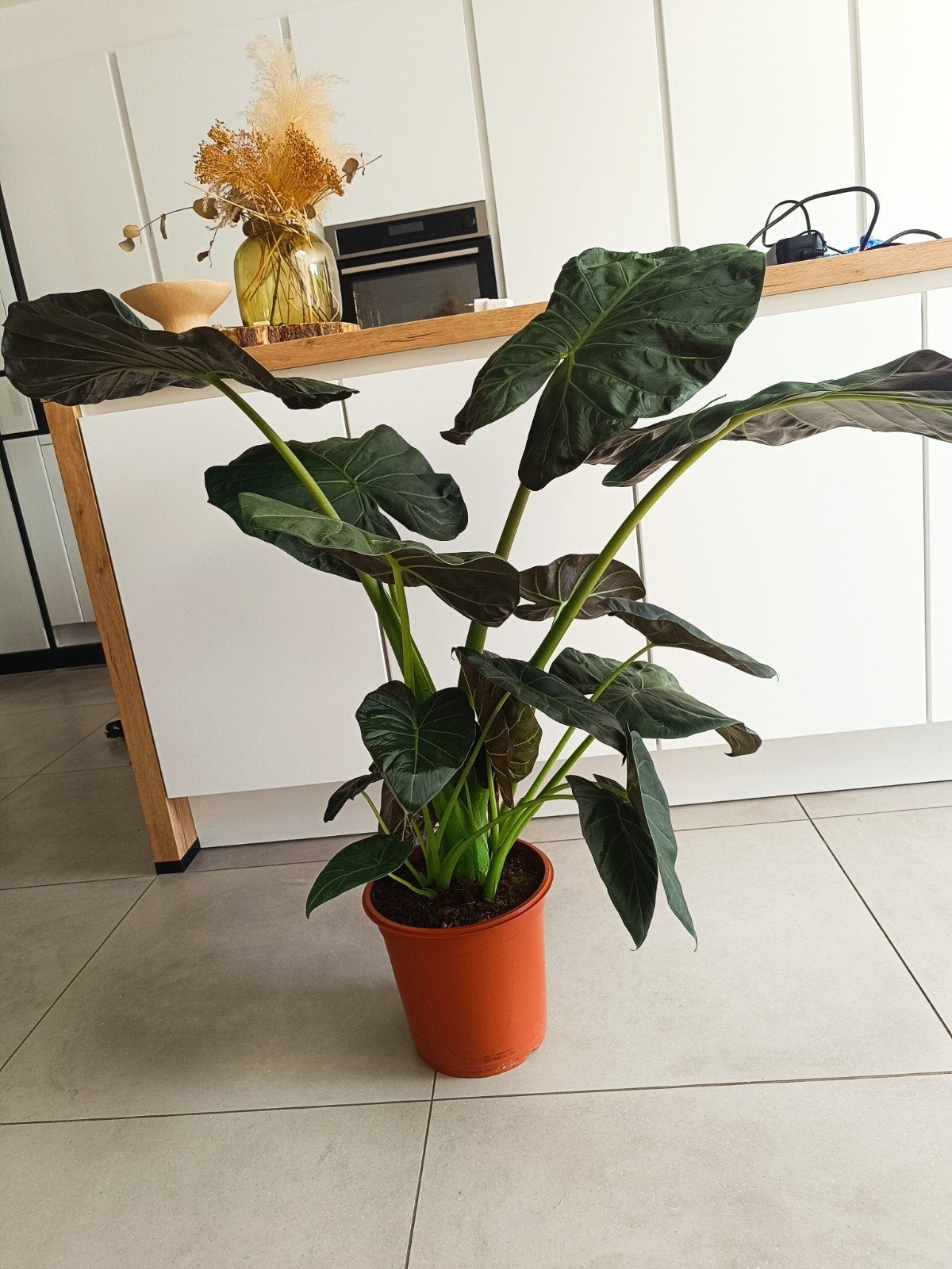 Olifantsoor/ Alocasia, Enlèvement