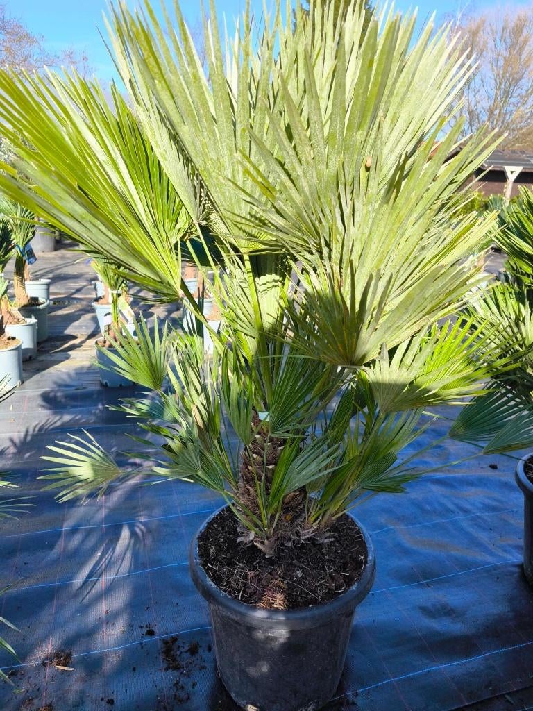 Chamaerops humilis compacta / vulcano, Tuin en Terras, Lente, 100 tot 250 cm, Palmboom, Ophalen