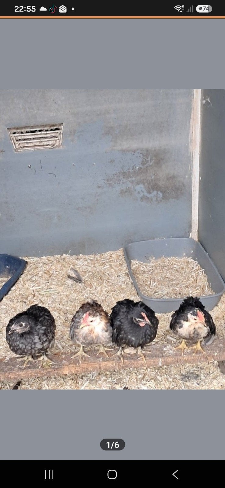 Serama haantjes A klasse, Dieren en Toebehoren, Pluimvee