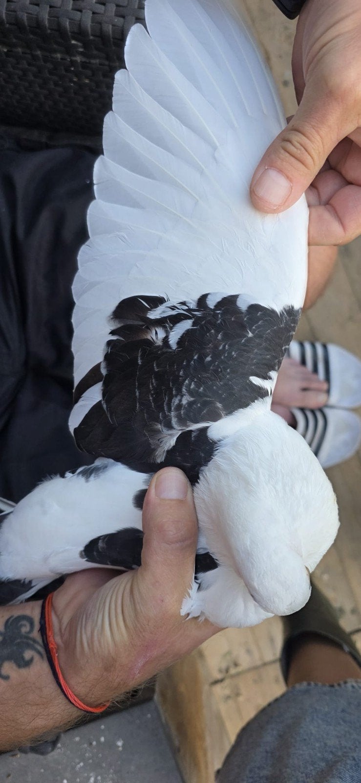 sierduif doffer, Dieren en Toebehoren, Mannelijk, Overige soorten