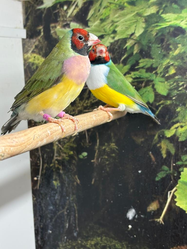 Koppel Gouldamadine, Dieren en Toebehoren, Vogels | Overige Vogels, Meerdere dieren, Geringd