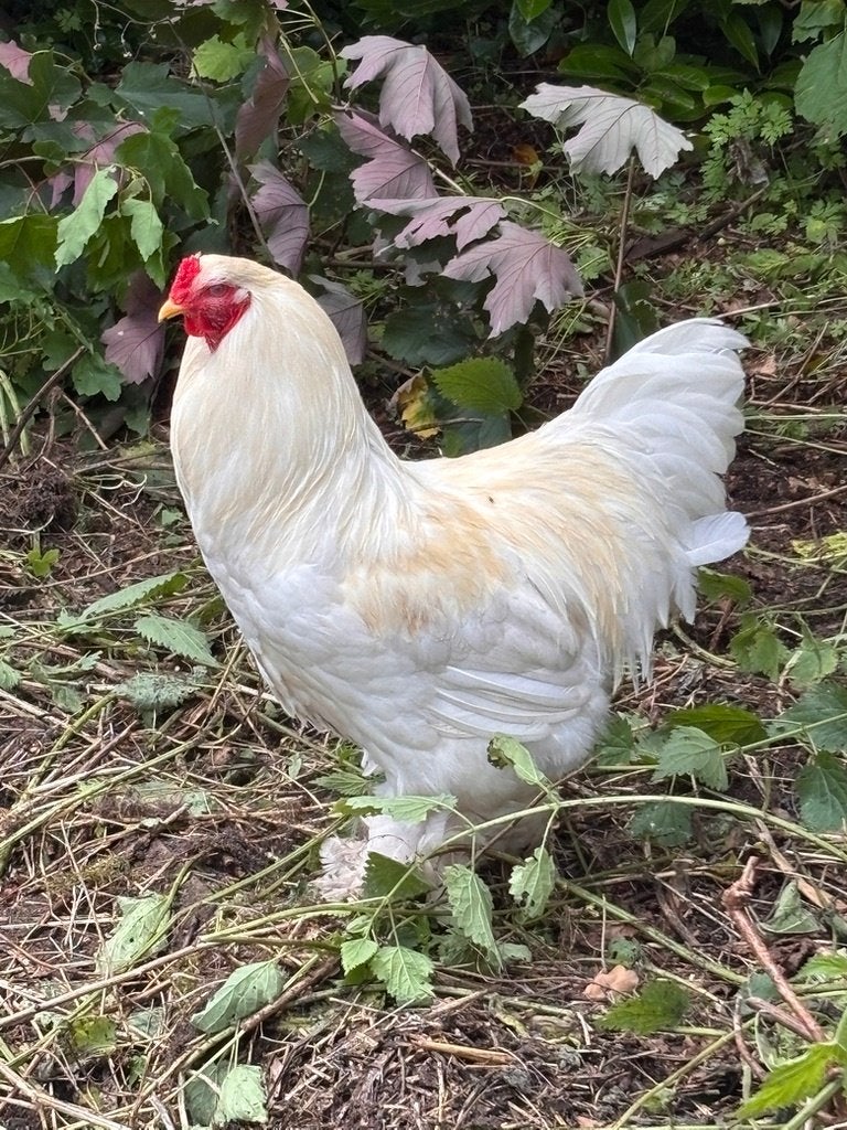 Brahma Haan, Mâle