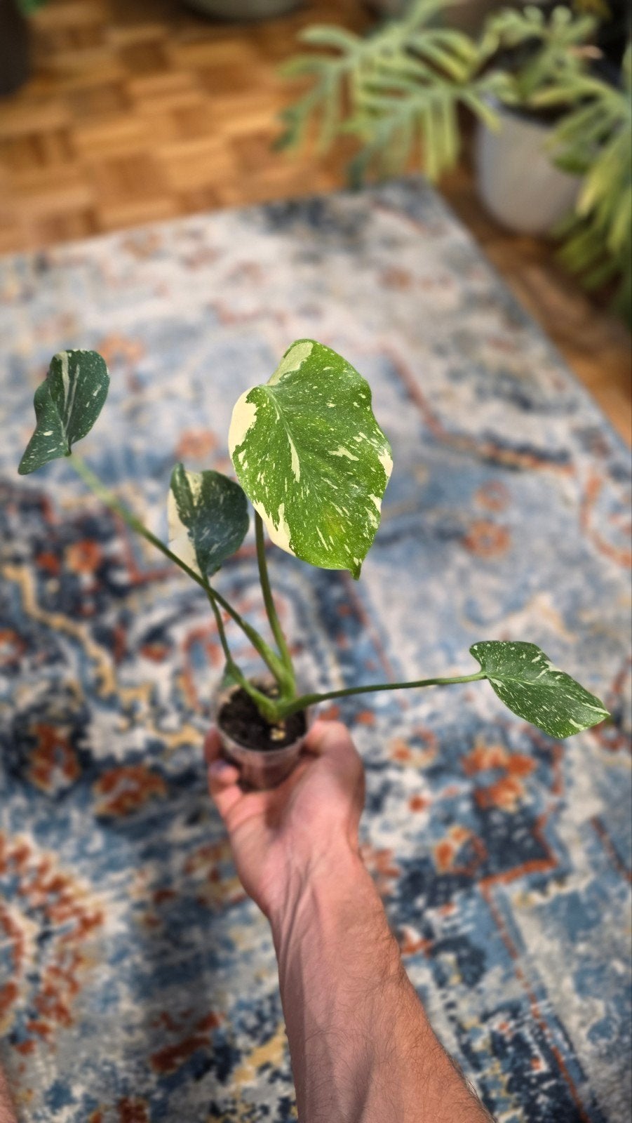 Monstera thai constellation, Maison & Meubles, Enlèvement ou Envoi