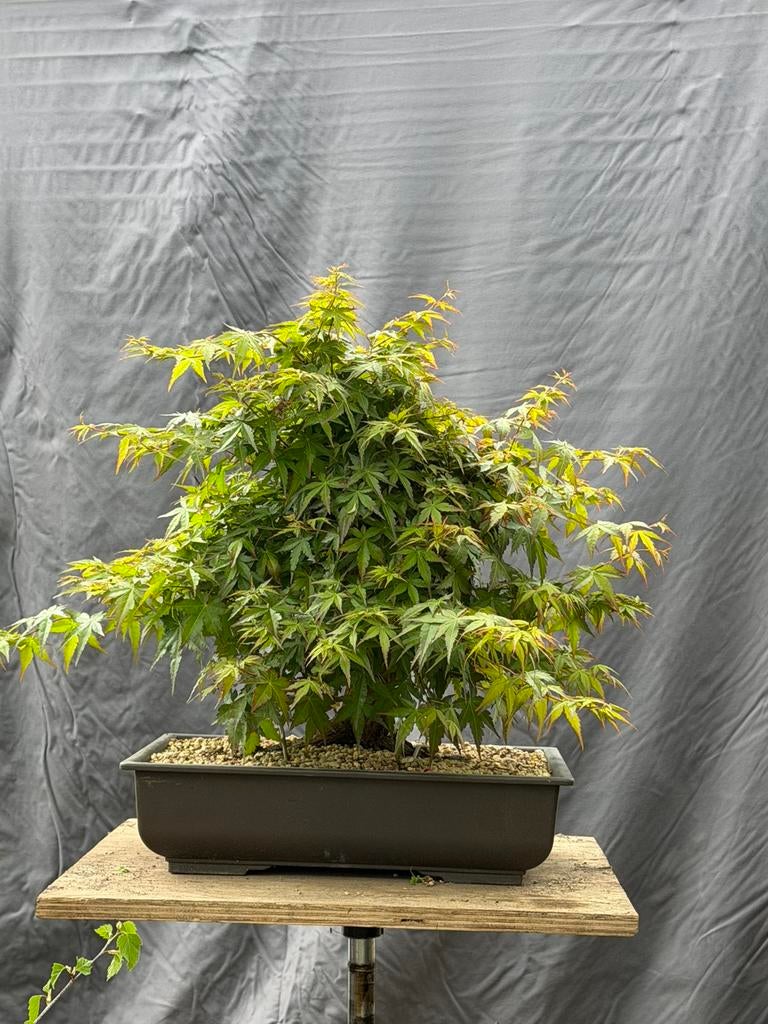 Bonsai acer palmatum, Tuin en Terras, Ophalen