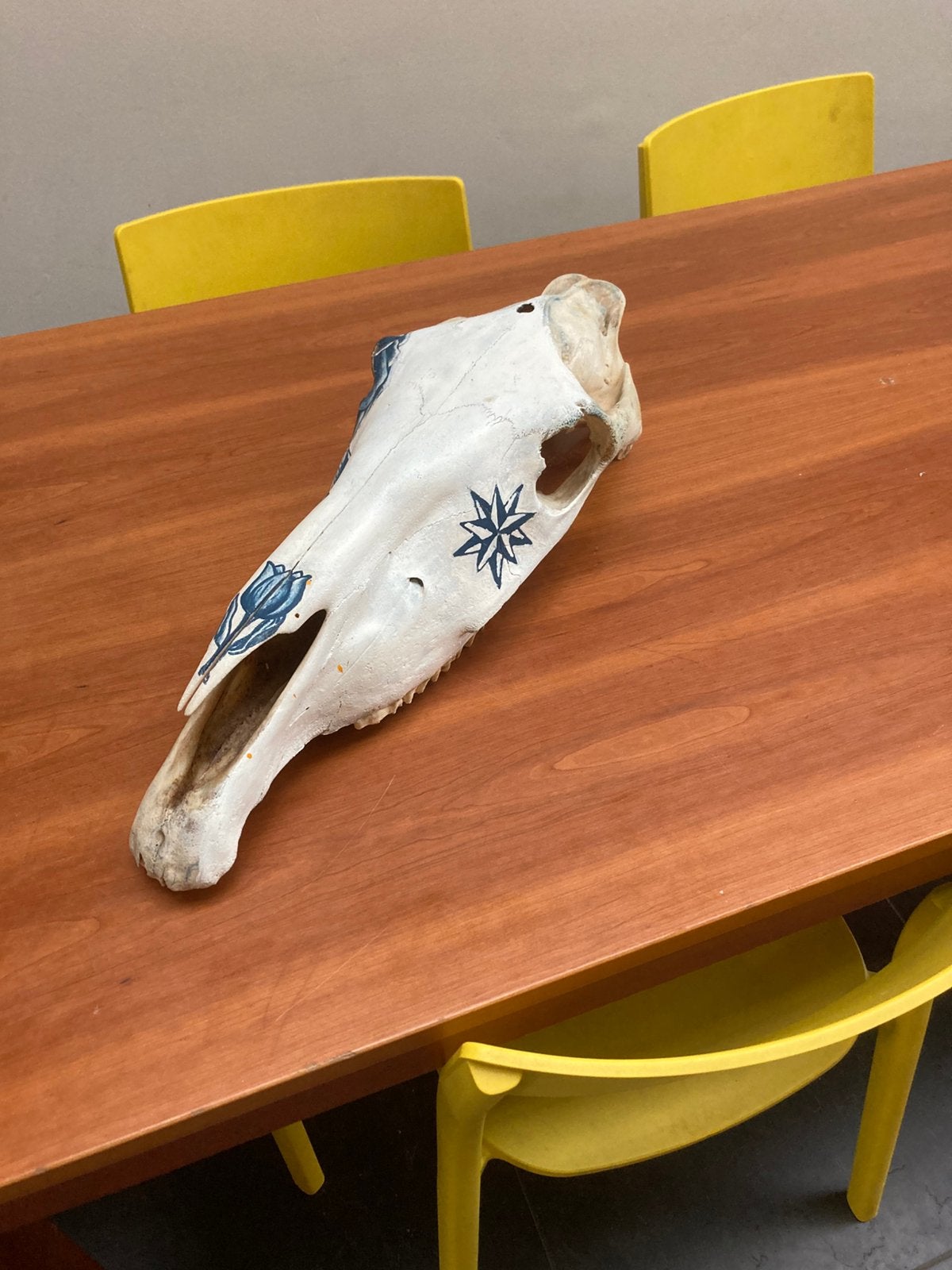 Bovenstuk schedel paard, Ophalen of Verzenden, Zo goed als nieuw