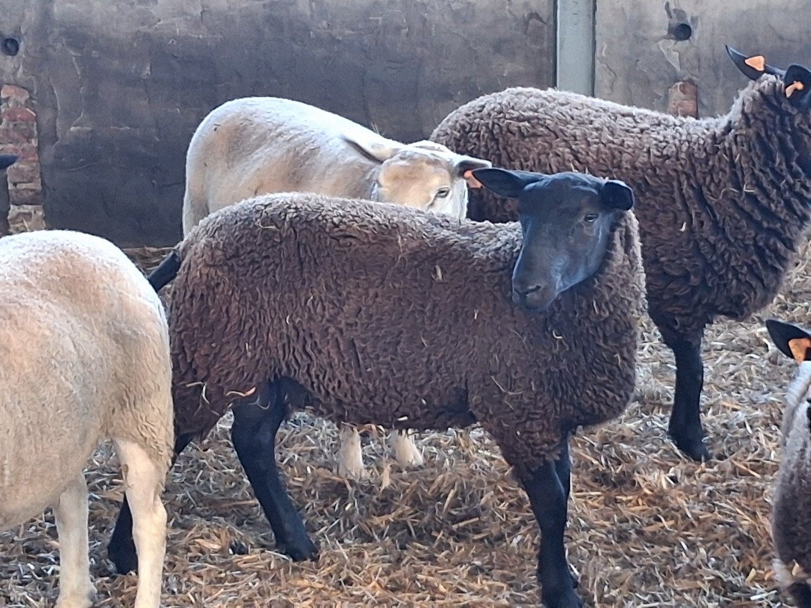3 Schapen, Animaux & Accessoires