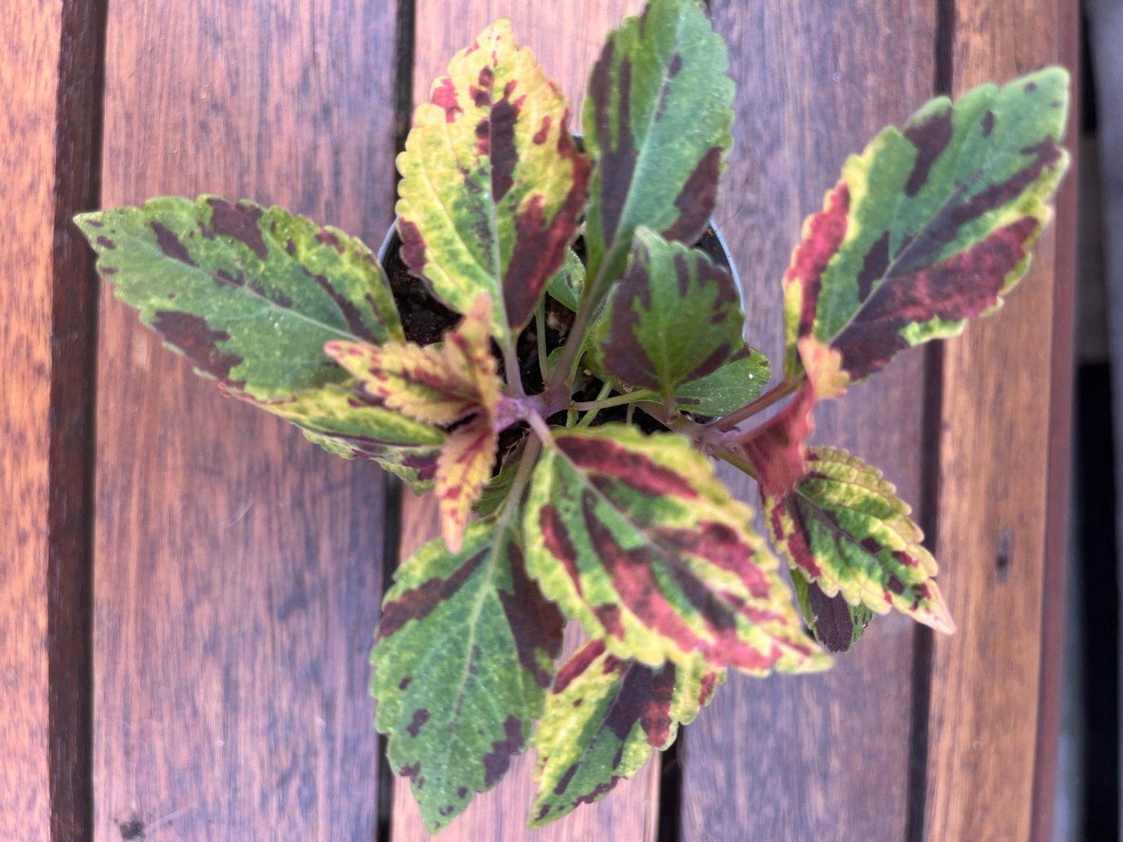 Siernetel - Coleus Combat, Maison & Meubles, Plantes d'intérieur, Enlèvement ou Envoi, Ombre partielle