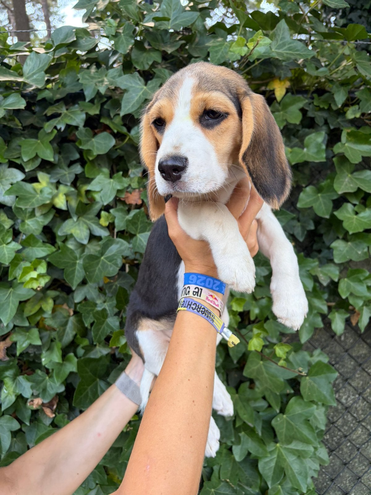 Chiot Beagle social femelle, Chienne, Belgique, Taille moyenne, Un chien