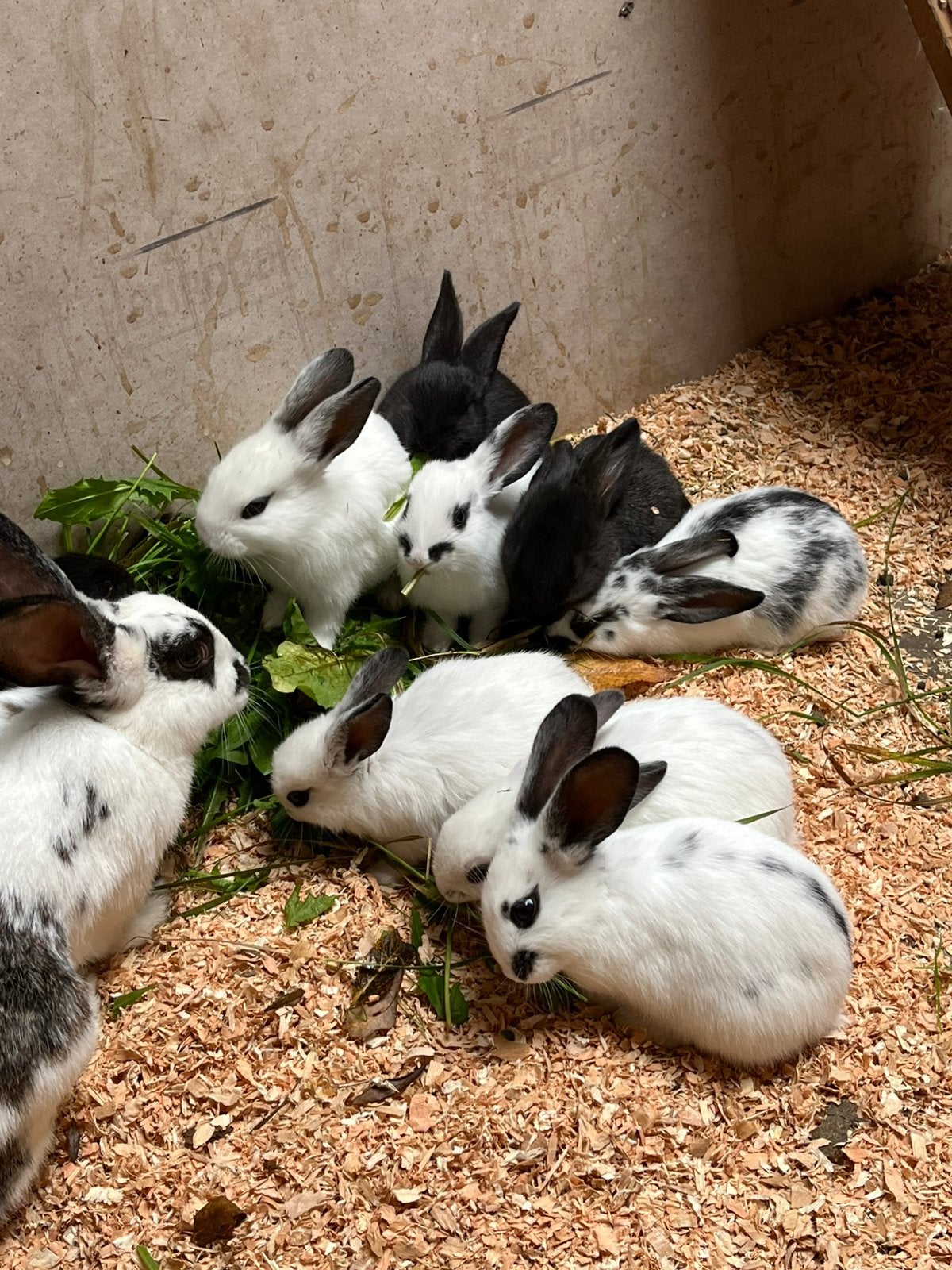 Vlinderkonijnen, vleeskonijnen ras: Lotharinger,, Dieren en Toebehoren, Meerdere dieren, Middelgroot, 0 tot 2 jaar