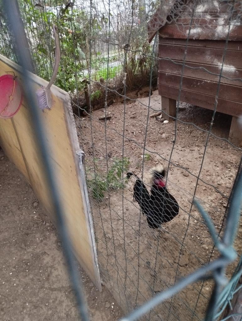 Hollandse kuifhoen haan, Dieren en Toebehoren, Pluimvee, Mannelijk, Kip