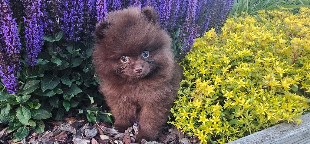 chiots spitz nain Loulou de Poméranie, Loulou, 8 à 15 semaines, Plusieurs, Éleveur | Loisir