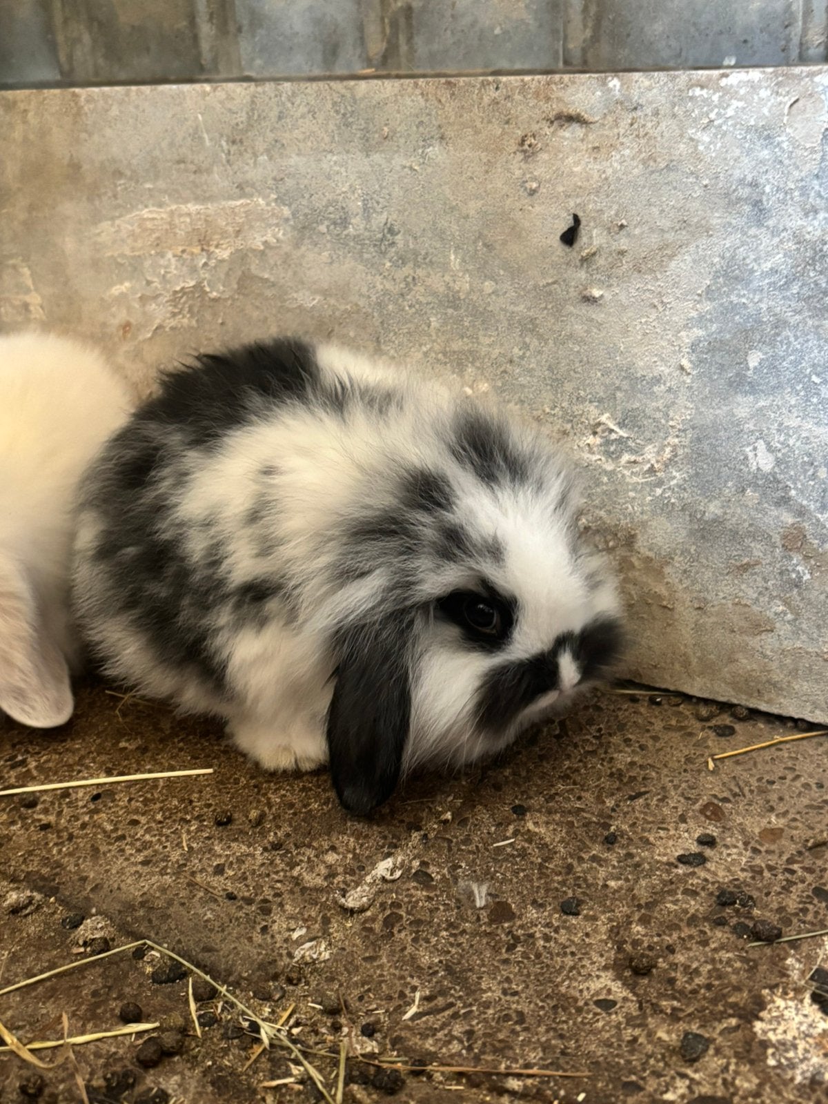 Nederlandse hangoor baby konijntjes, geslachten bekend, Plusieurs animaux, Nain, Oreilles tombantes, 0 à 2 ans