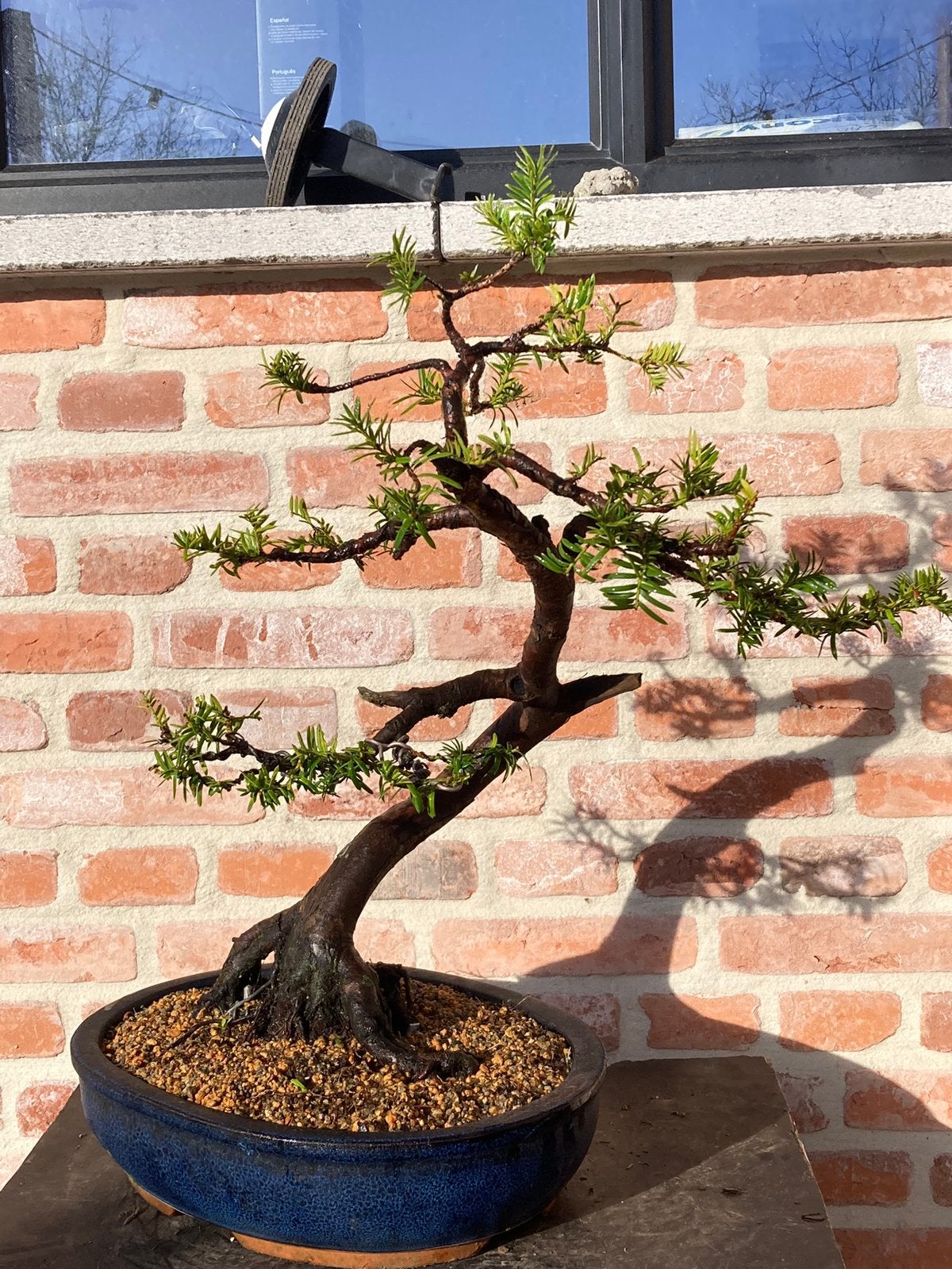 Bonsai taxus, Tuin en Terras, Ophalen