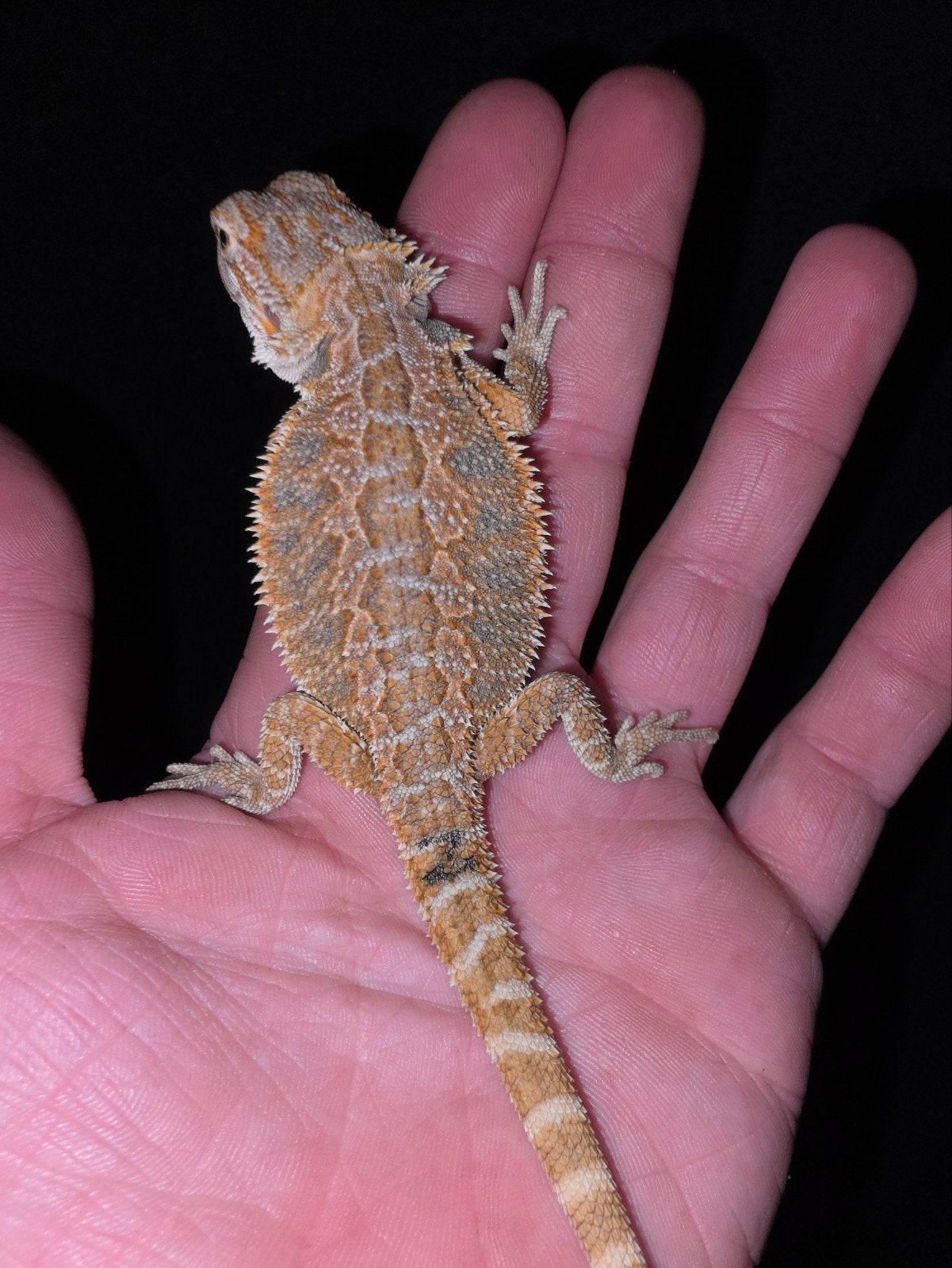 citrus/orange hypo baardagaam-vrouwtje, Dieren en Toebehoren, Hagedis, Tam, 0 tot 2 jaar