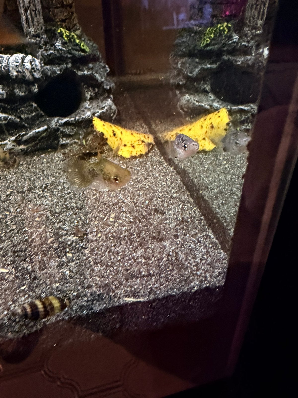 Aquariumvissen te koop (warm water), Vis, Zoetwatervis