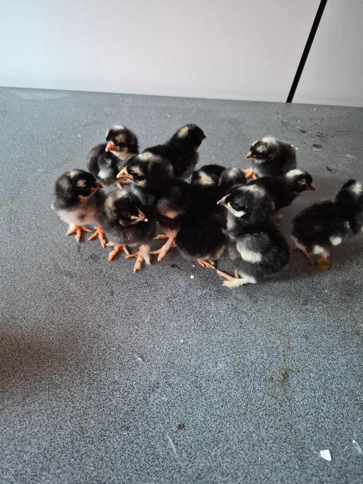 mechelse koekoek kuikens, Dieren en Toebehoren, Pluimvee, Meerdere dieren, Kip