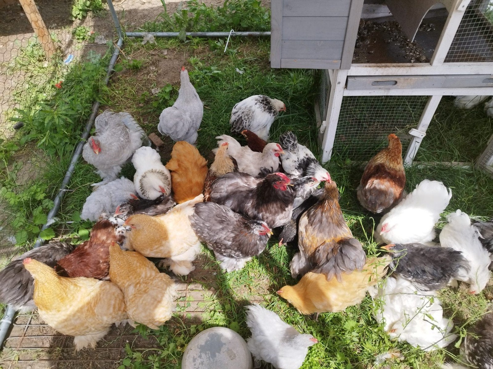 Kippen haantjes, Dieren en Toebehoren