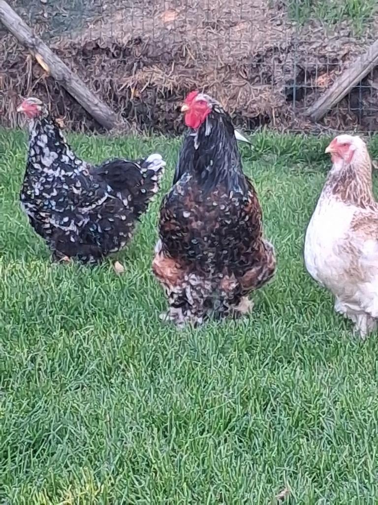 Broedeieren brahma, Dieren en Toebehoren, Pluimvee