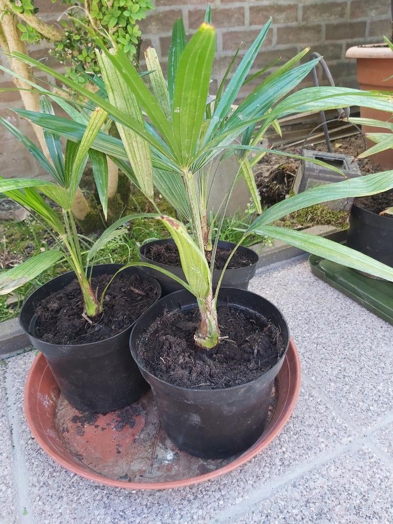 Palmboompjes trachycarpus fortunei, Ophalen