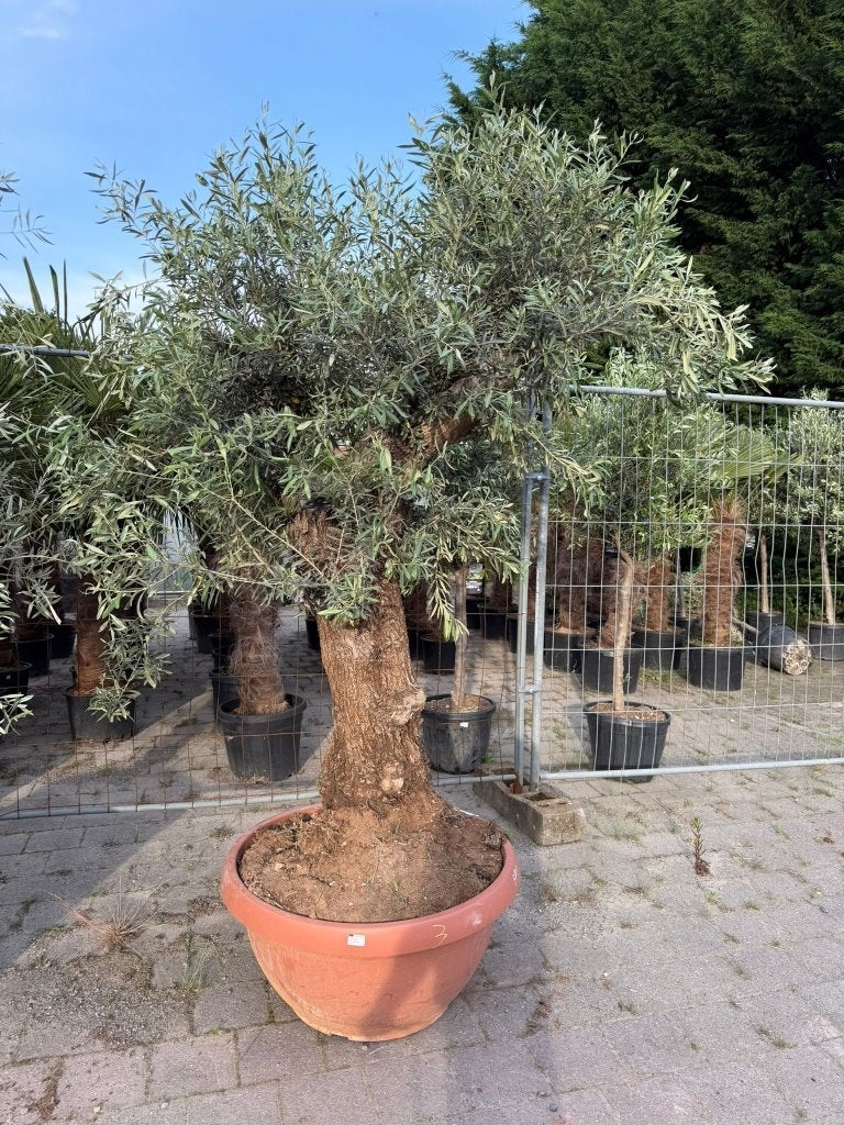 Olijfboom oud dik, Ophalen, Olijfboom