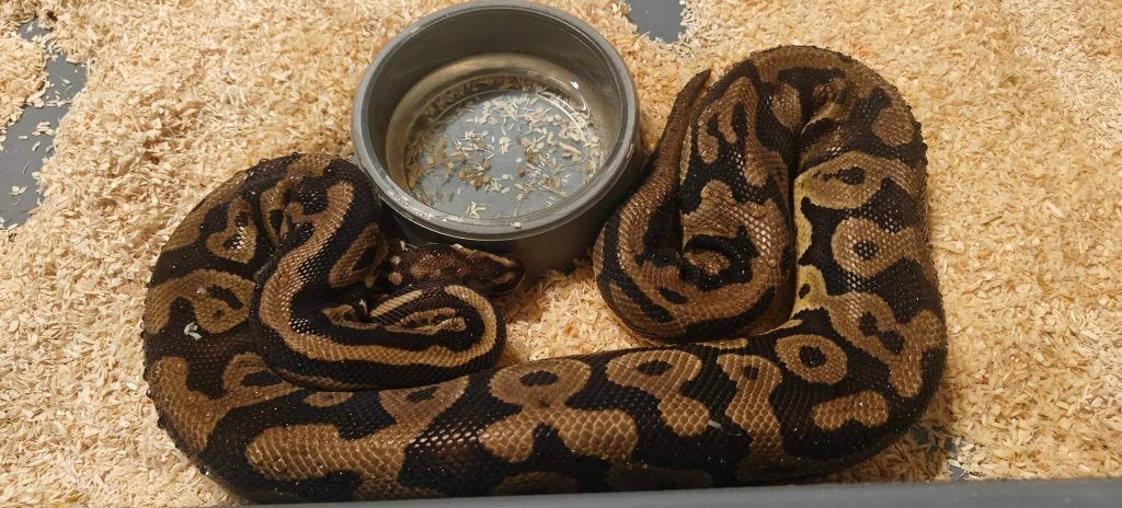 Ball python 0.1 Confusion leopard het clown, Dieren en Toebehoren, Slang, Tam, 3 tot 6 jaar