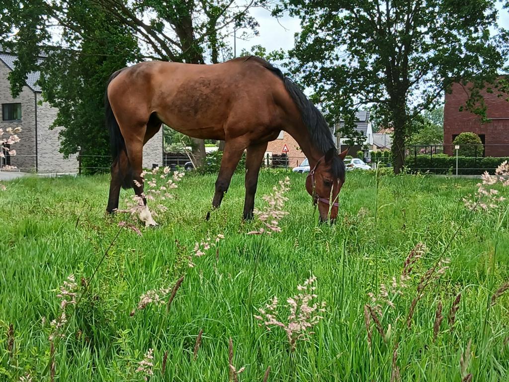 8jarige, Dieren en Toebehoren, Ruin