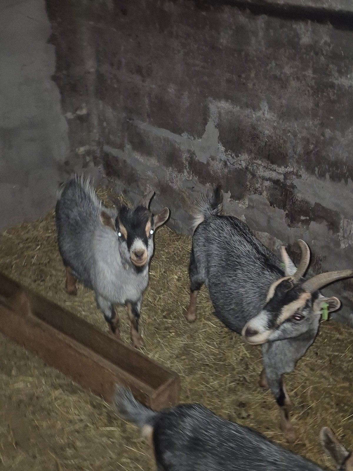 bokje, Dieren en Toebehoren
