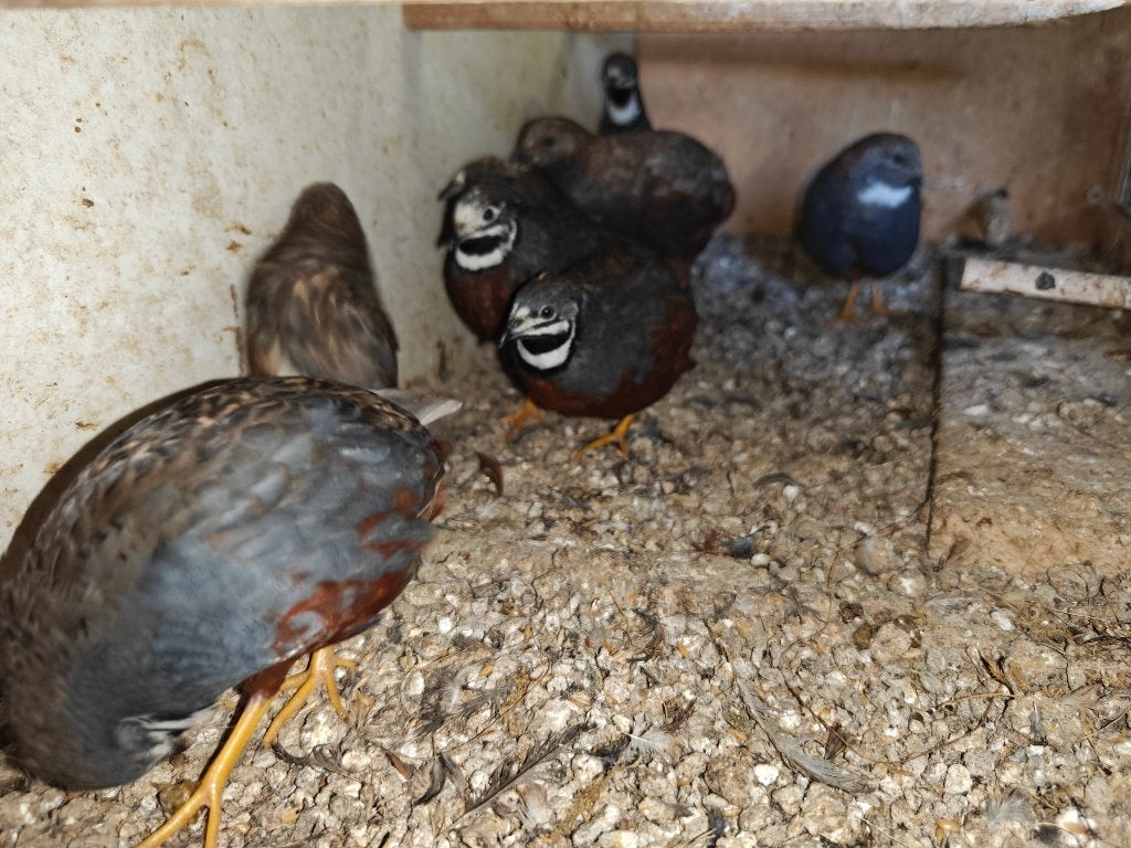 Kwartels, Dieren en Toebehoren, Pluimvee, Meerdere dieren, Overige soorten