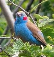 Blauwfazantje roodwang 1-0 2024, Dieren en Toebehoren, Mannelijk, Tropenvogel, Geringd