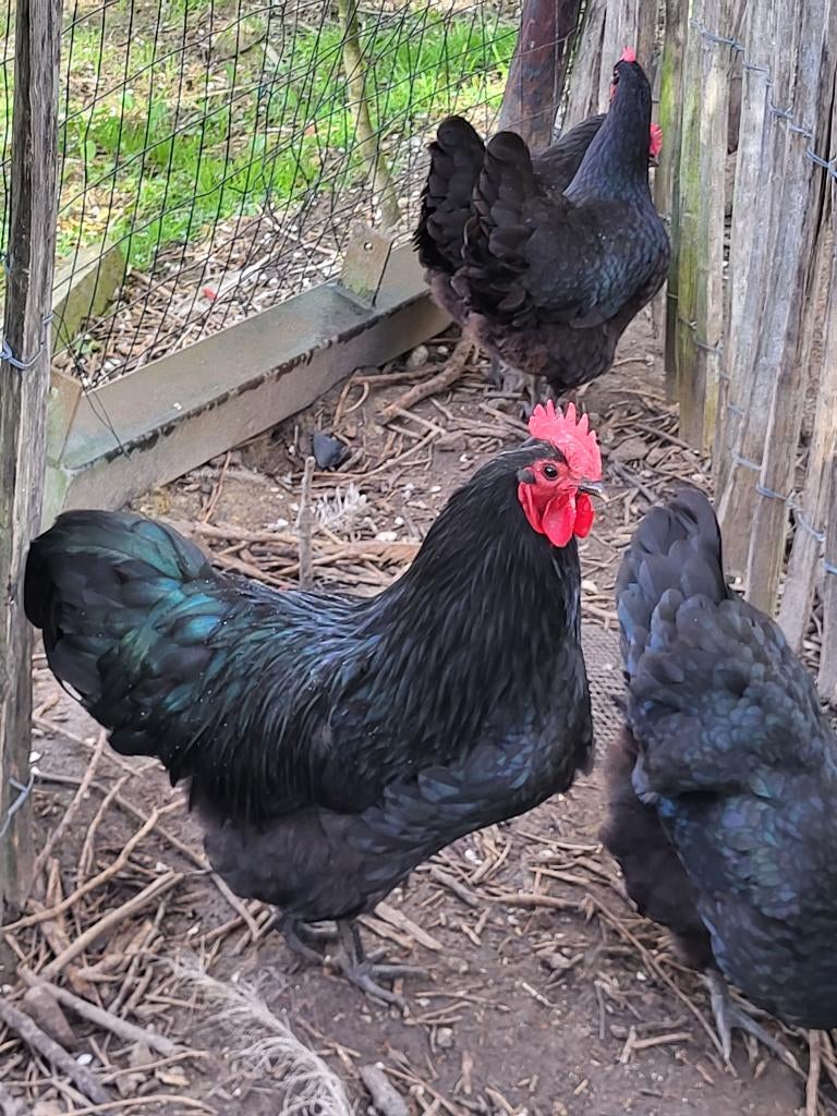 Australorp toom, Dieren en Toebehoren, Meerdere dieren, Kip