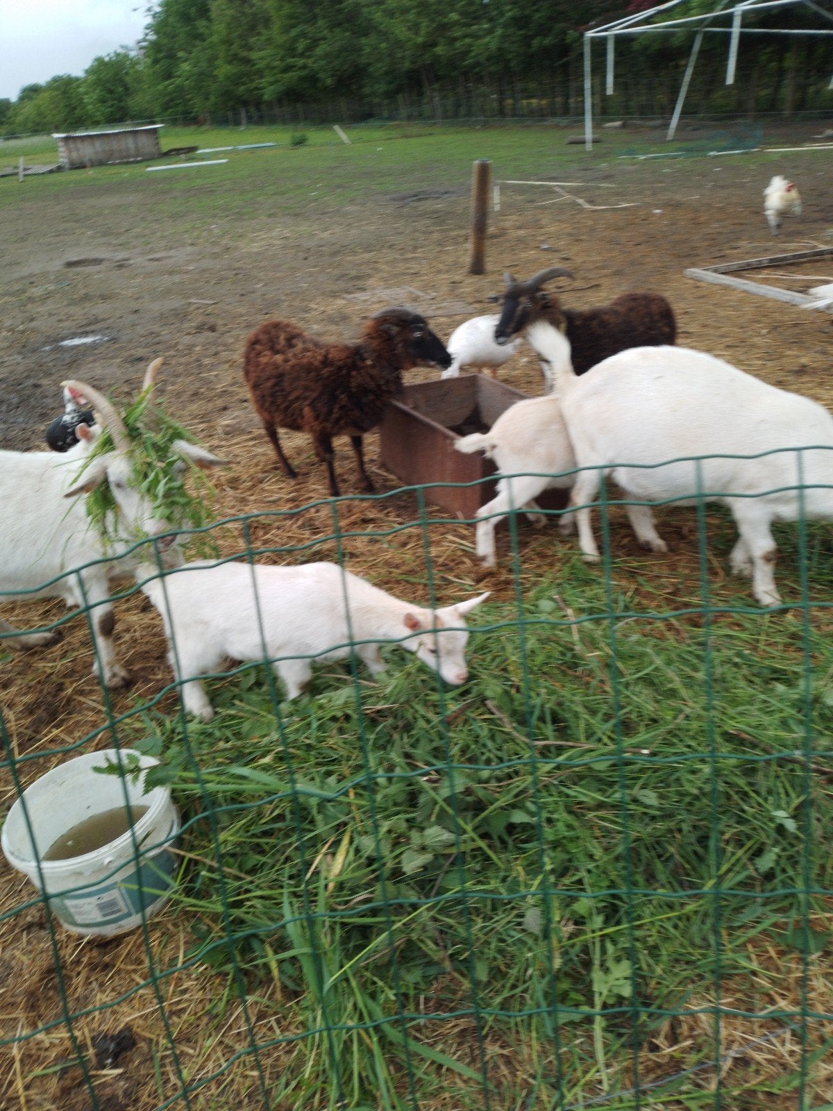 Ruilen, Dieren en Toebehoren, Schapen, Geiten en Varkens, Geit