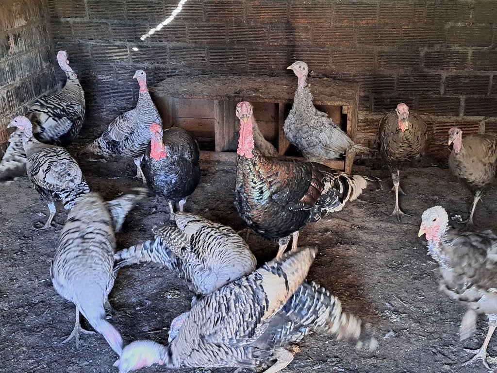 Kalkoenen naragansette, Dieren en Toebehoren, Meerdere dieren, Kalkoen