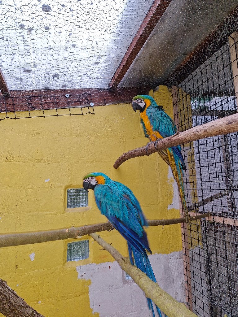 Couple Ara ararauna,  brabant wallon, Femelle, Perroquet