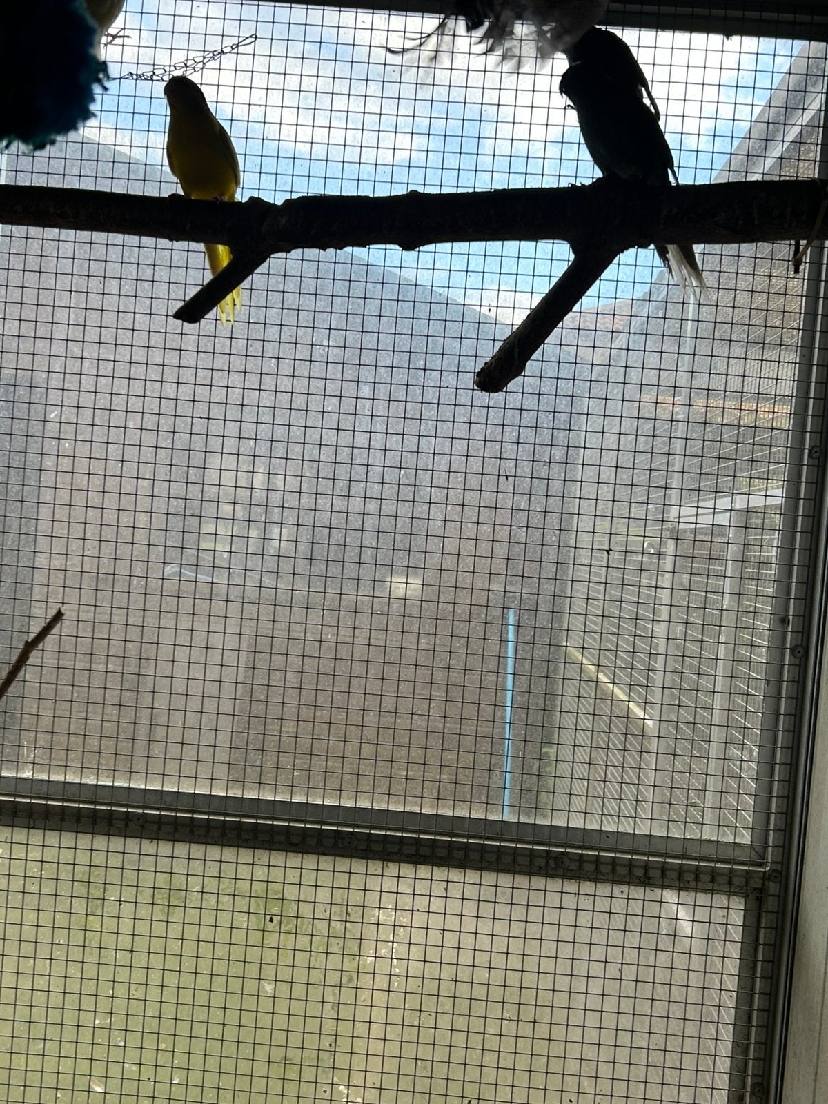 5 kakariekes groen blauw geel wit, Geslacht onbekend