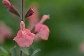 Salvia Papajan, Tuin en Terras, Planten | Tuinplanten, Ophalen, Halfschaduw