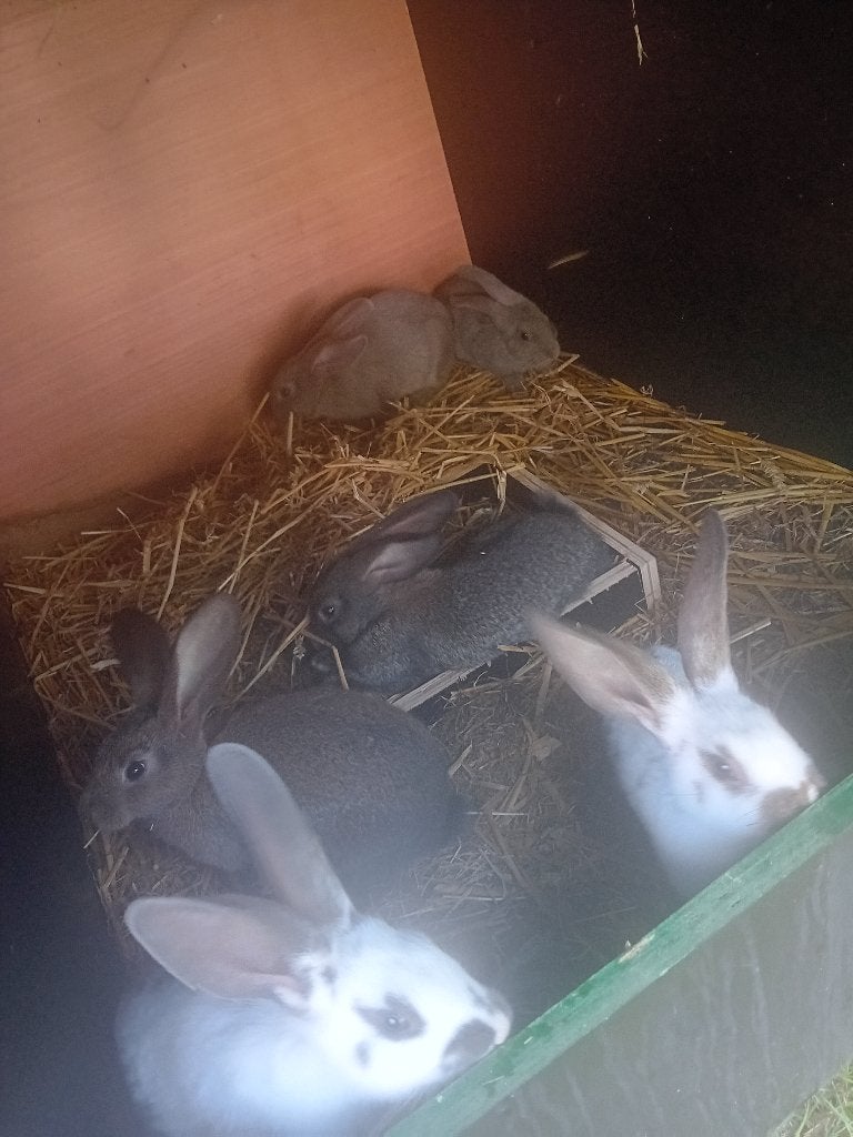 Vlaamse reus, Dieren en Toebehoren, Mannelijk, Groot, 0 tot 2 jaar
