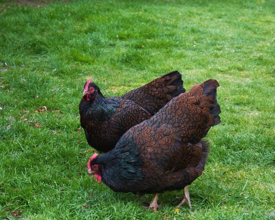 Kuikens van de Barnevelder Bruin dubbel gezoomd, Dieren en Toebehoren, Pluimvee, Kip