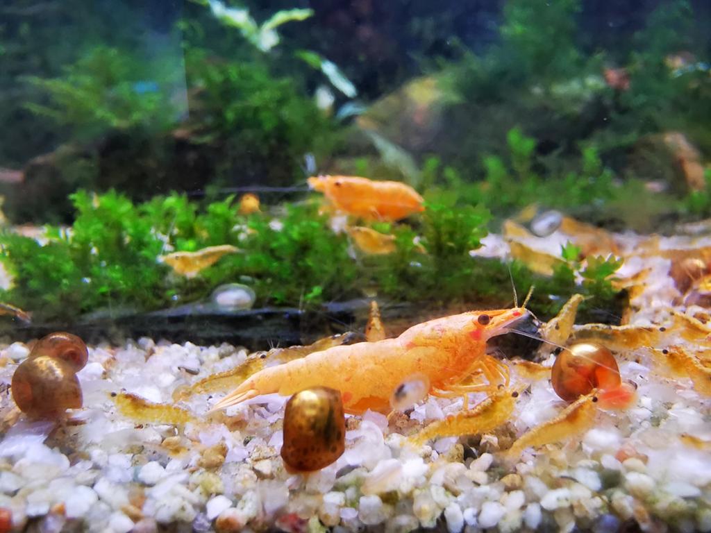 Crevettes Jinsha