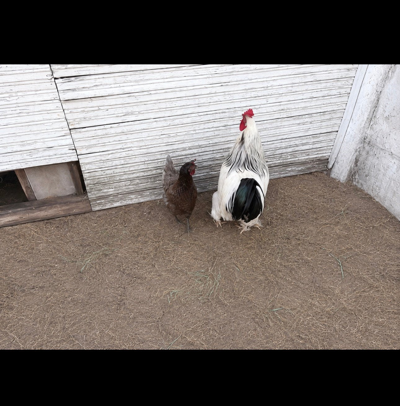 Haan en hen te koop, Dieren en Toebehoren, Pluimvee, Meerdere dieren, Overige soorten