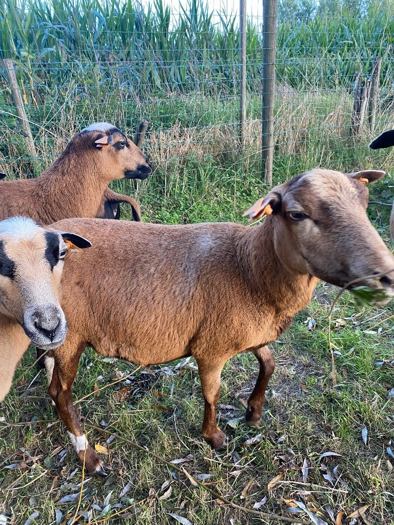 vrouwelijk schaap te koop, Vrouwelijk, Schaap, 3 tot 5 jaar