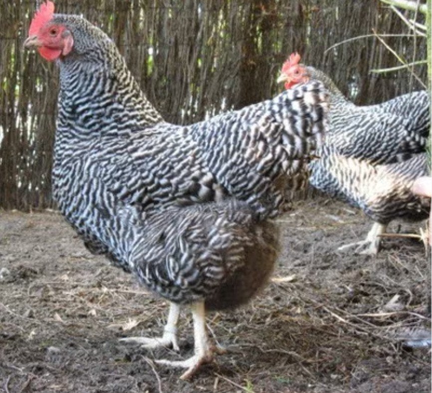 koekoekskleurige leghennen, Dieren en Toebehoren, Pluimvee, Kip