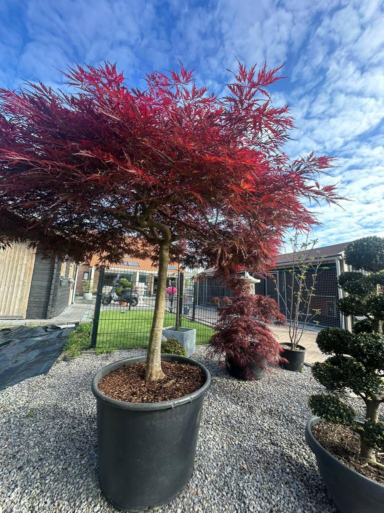 Acer palmatum dissectum  30 jaar – unieke parasolvorm!, Tuin en Terras, Planten | Bomen, Ophalen