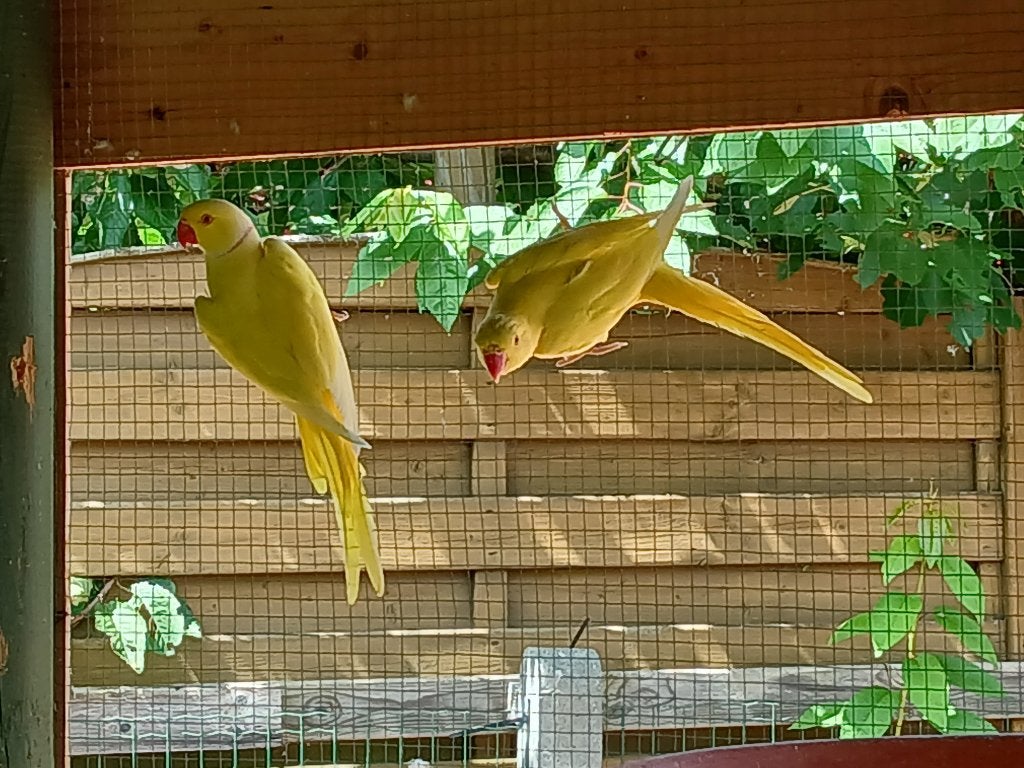 parkieten & kweekkoppel & lutino/split/albino & van 2021, Dieren en Toebehoren, Meerdere dieren, Parkiet, Geringd