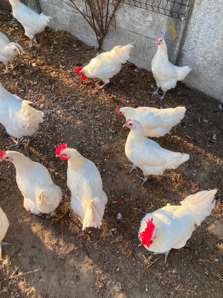 Poule de bresse kippen, Dieren en Toebehoren, Kip